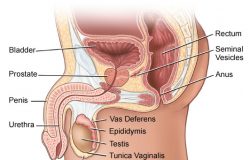 Genital Rekonstrüktif Cerrahi