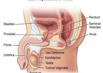 Genital Rekonstrüktif Cerrahi